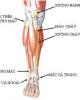 Bài giảng giải phẫu học: Vùng cẳng chân