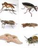 Tổng quan về phân loại côn trùng.
