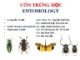 Bài giảng côn trùng học