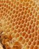 Giáo trình kỹ thuật nuôi ong mật