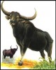 Giáo trình Chăn nuôi trâu bò (ĐH Nông nghiệp I HN) - Chương 3
