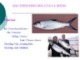 Bài giảng Đặc điểm sinh học của một số loài cá biển: Phần 2 - Ngô Văn Mạnh