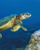 Các khu bảo tồn biển và công tác bảo tồn rùa biển tại Việt Nam: Thách thức và cơ hội