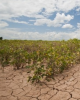 Ảnh hưởng của biến đổi khí hậu lên nông nghiệp Việt Nam: Phần 1