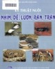 Ebook Kỹ thuật nuôi nhím, dế, lươn, rắn, trăn: Phần 2